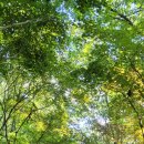 악양뚝방오리 | 여행&amp;캠핑 #41 함안 입곡군립공원,고려동유원지,무진정,악양생태공원,말이산 고분군,함안둑방 꽃길...