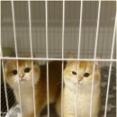 캣그램 광주 고양이분양 이미지