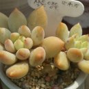 프롬유니