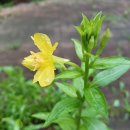 비둘기공원 이미지