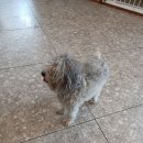 서른살나의펫2 이미지