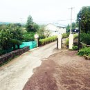 그린 팜파스 이미지