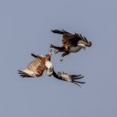 Brahminy Kite 태국 방콕 이미지