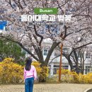 부산디지털대학교 | 부산 벚꽃 개화시기 꽃나들이 명소 동서대학교 만개시기 주차