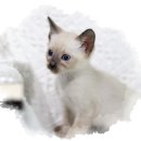 도레미캣 고양이분양 남양주 다산점 이미지