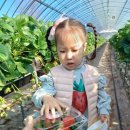 봄이네 농장 이미지