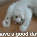 우프 앤 먀오 이미지