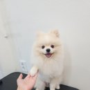 동동 애견 미용 이미지