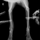 한결동물병원 이미지