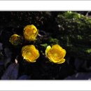 들꽃하우스 이미지