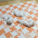 강아지 놀이터 이미지