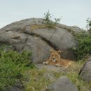 세렝게티 이미지