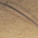 오리와 장어 이미지