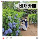 광주 수국 비채카페
