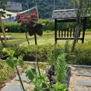 6.15 농장 | [기장 텃밭/철마 텃밭/주말농장] 24. 6.15. 텃밭 점검 + 상추, 청오크, 오이 수확