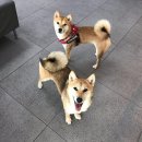 더힐동물의료센터 이미지