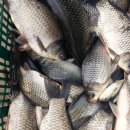 석곡낚시터 이미지