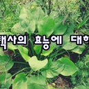 장수한약초
