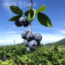 선향원 | 블루베리체험 선향원 블루베리 충주 청주 당일치기 블루베리농장 체험 추천!