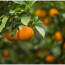 하늘빛농원 이미지