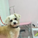 소르베 펫살롱 이미지