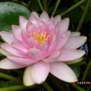 수련꽃차