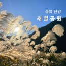 단양 가을 명소 갈대밭 새별공원 고운골남한강갈대숲 11월 여행