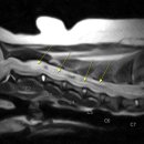 24시 성심동물메디컬센터 이미지