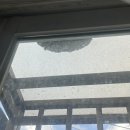 119 | 창문 벌집 제거 방법 _ 119 신고 후기