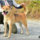 까치말진돗개농장 이미지