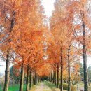 만복국수지산점 | 오랫만:) 안심체육공원 메타세콰이어길/서문시장 야시장/수성구 지산동 맛집