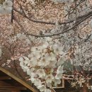 통나무집펜션 이미지