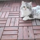 디와이우드