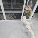 허그멍뭉이# 이미지