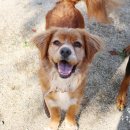 부일동물병원 이미지