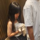 하이퍼피 강아지분양 고양이분양 군산본점 이미지