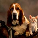 개와고양이 이미지