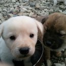 똥강아지 이미지