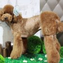 콜라네 펫살롱 이미지