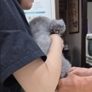 신영통동물병원