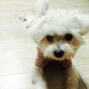 토리