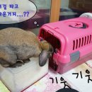 장우진동물병원 네이버블로그