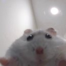 츄리 이미지