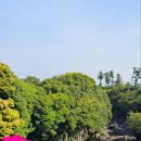 광령소낭 이미지