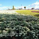 전남 화순 국화 축제 이미지