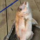 스타바다좌대낚시터 이미지