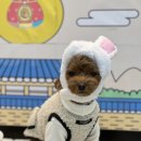 스퀘어독스 롯데남악점 이미지