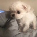 아기강아지 이미지