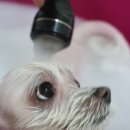 이든펫스파 이미지