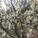 솔바람 들꽃향기 이미지